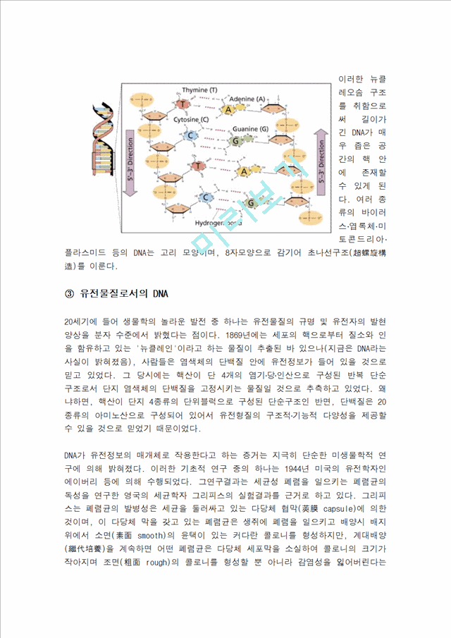 [의학,약학] 일반생물학 - DNA 모형 만들기   (3 )